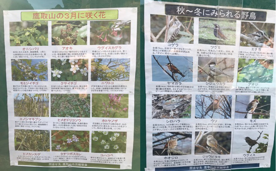 鷹取山 草花と野鳥